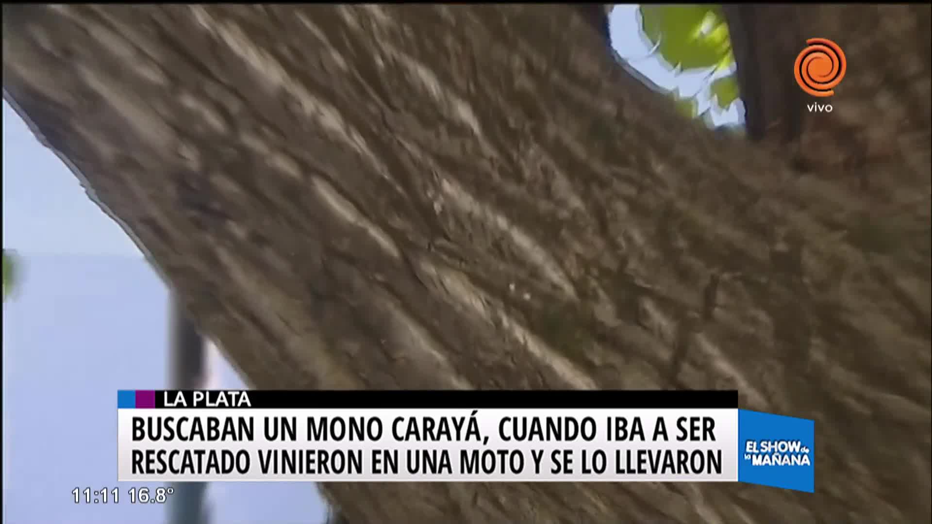 Se robaron un mono Carayá que estaba por ser rescatado