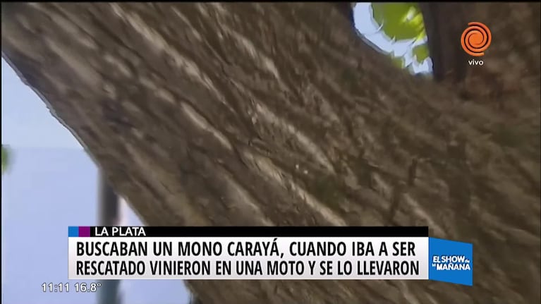 Se robaron un mono Carayá que estaba por ser rescatado