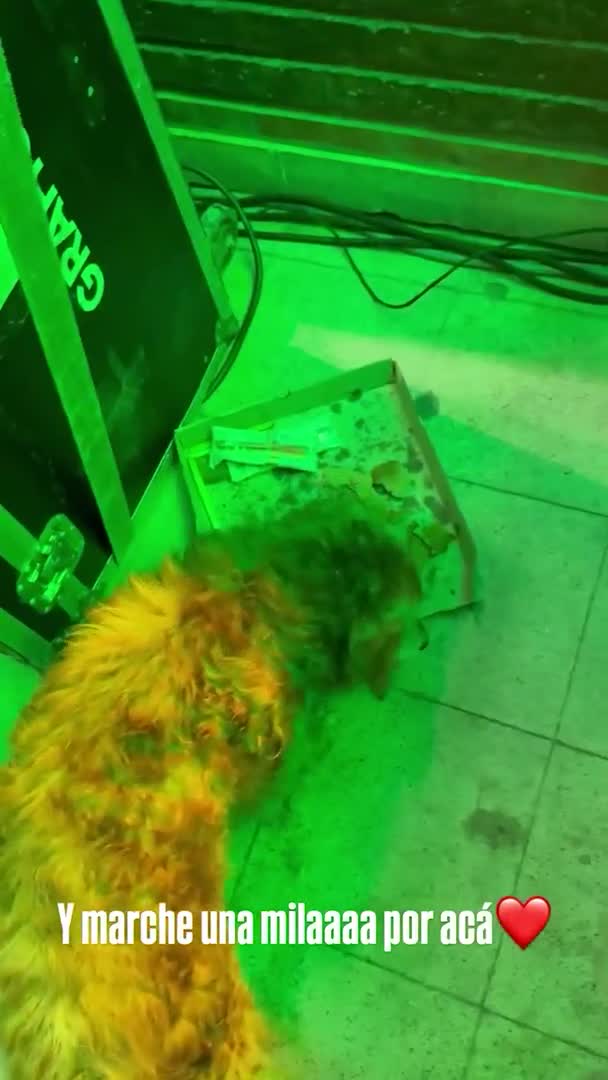 perro lbc