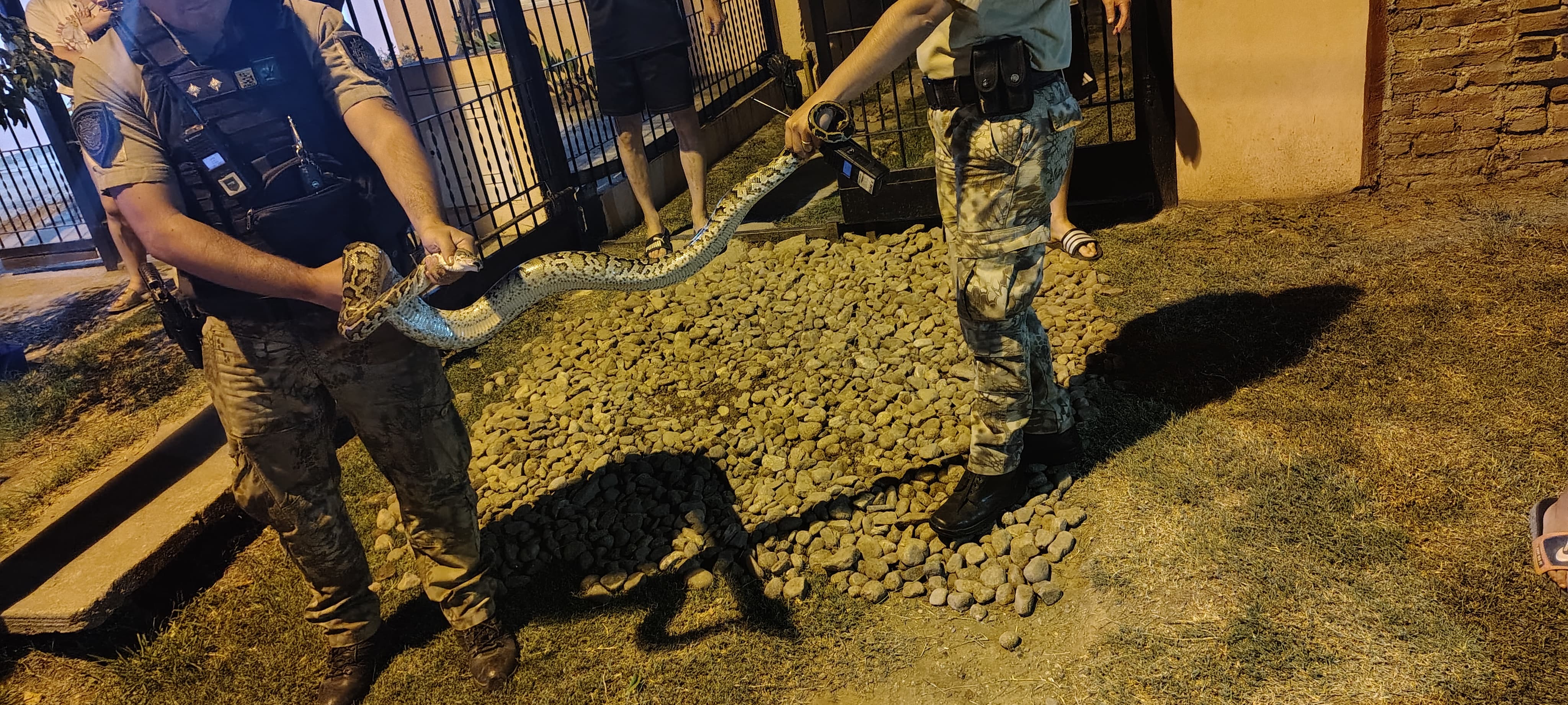 Capturaron una pitón gigante que estaba entrando a una casa en Córdoba