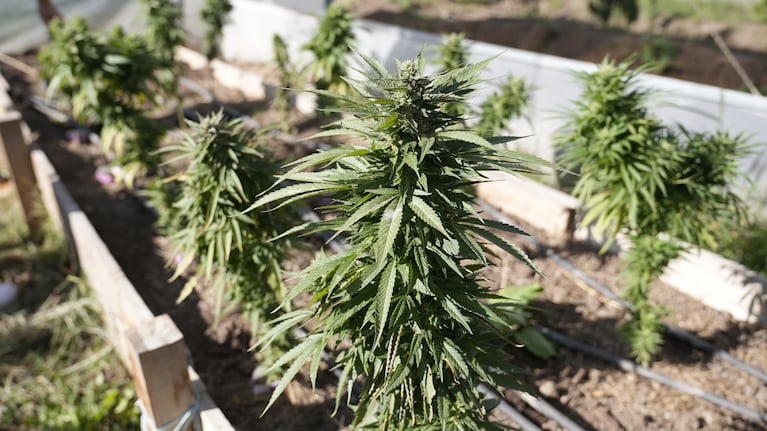 Así es el primer cultivo de cannabis con fines medicinales en Córdoba