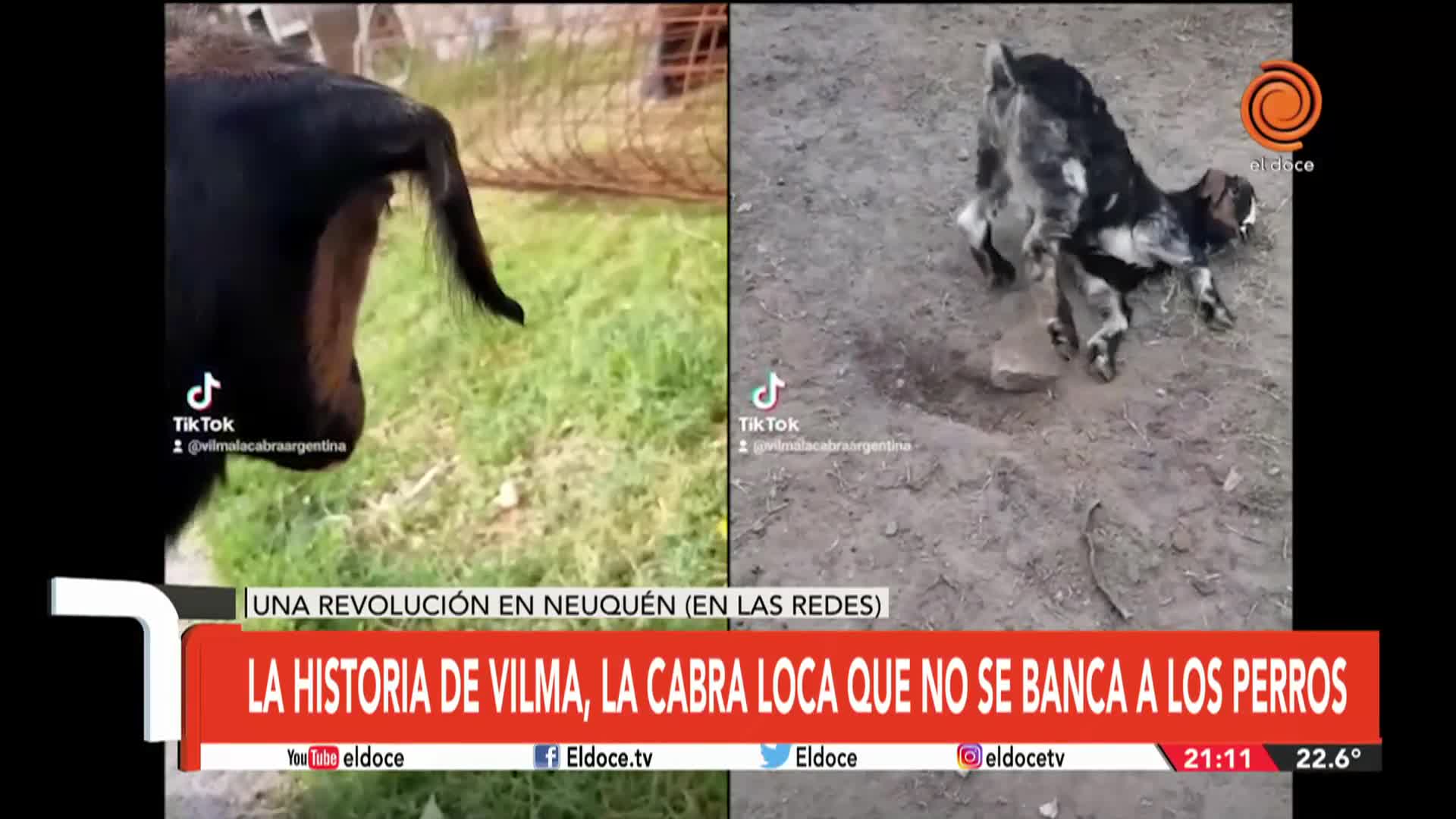 La historia de Vilma, la cabra viral que no se banca a los perros