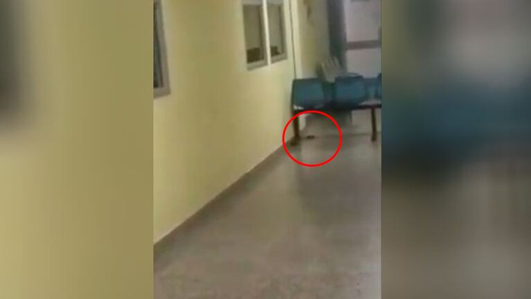 Las ratas en el Hospital de Niños