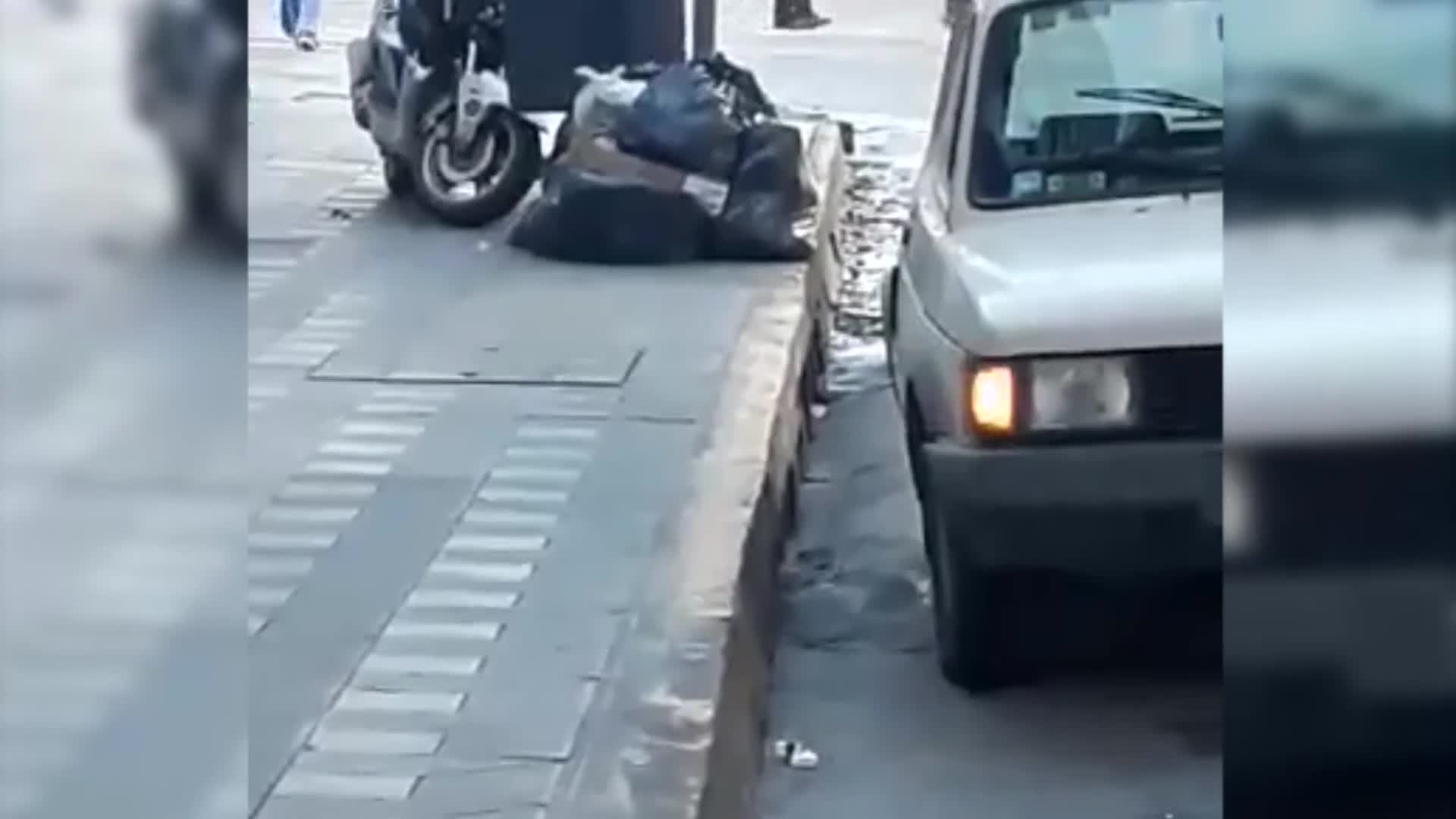 Invasión de ratas frente a La Cañada