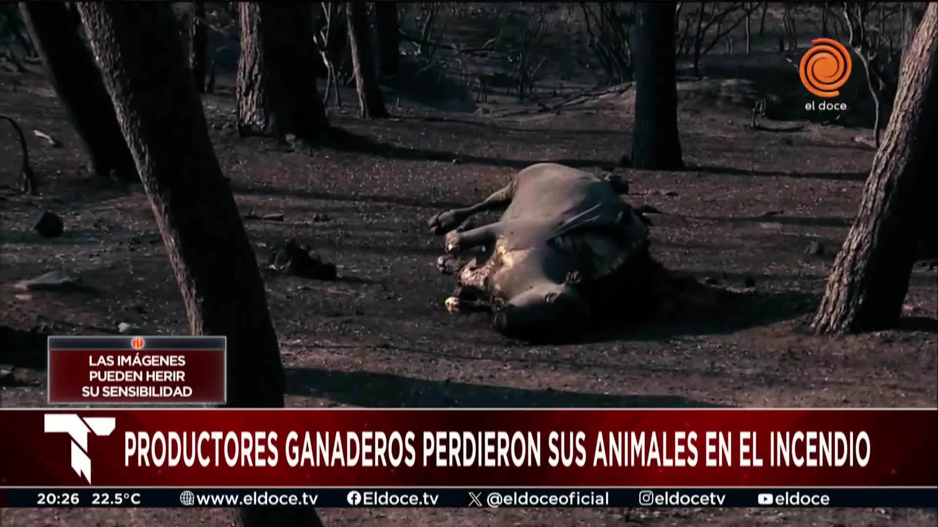 informe-animales-incendios