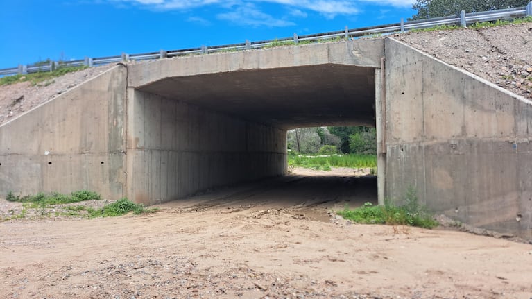 Accidentes con animales sueltos en la Autovía de Punilla: la explicación de Caminos de las Sierras