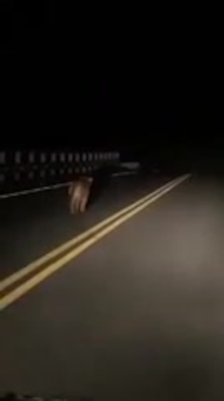 Un puma caminó por un puente de Tucumán