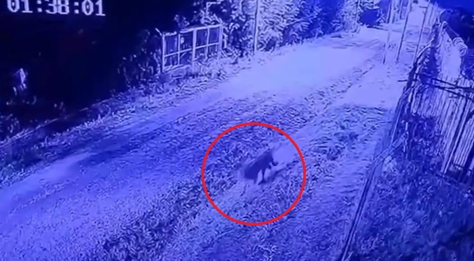 Puma aparecido en un barrio privado. 