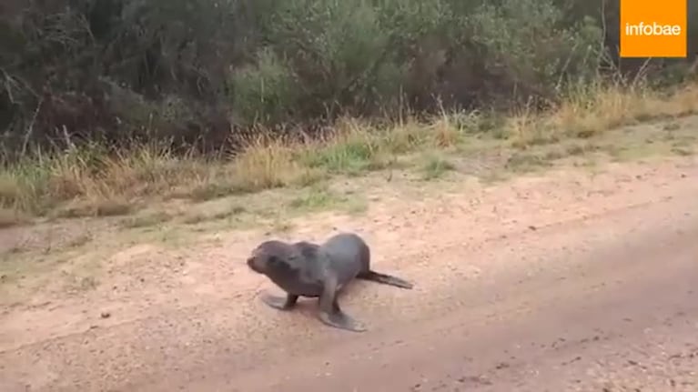 Un lobo marino sorprendió en Gualeguaychú