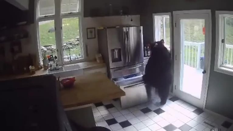 El oso que invadió una casa y robó lasaña