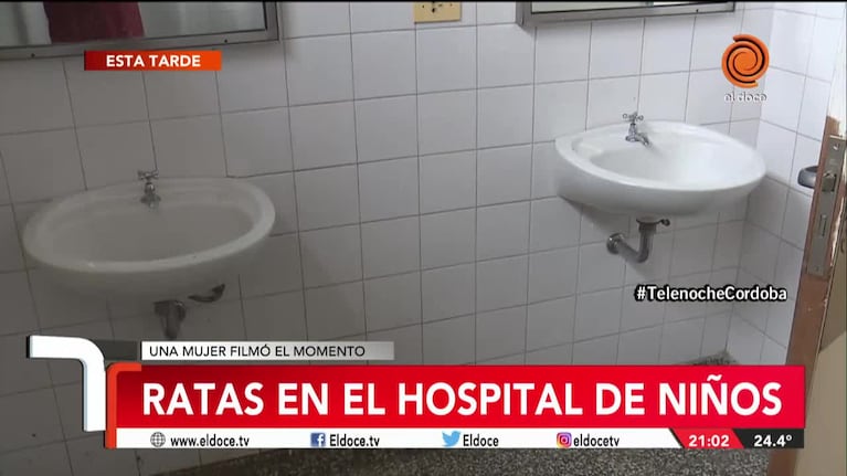 Ratas en el Hospital de Niños: el desagradable momento que vivió una mujer