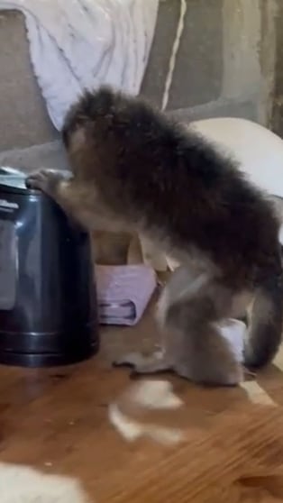 Un monito travieso en una casa de Villa el Libertador