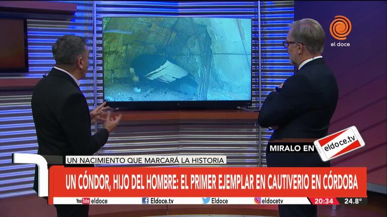 Histórico nacimiento de un ejemplar de cóndor en cautiverio en Córdoba