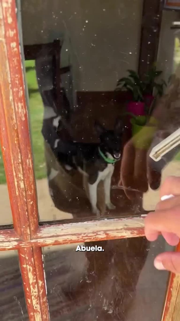 Raquelita, la simpática vaca cordobesa que es viral