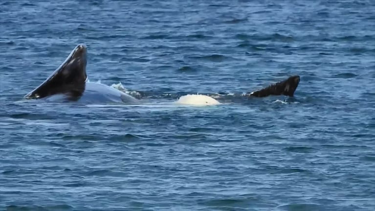 El tierno juego de una ballena y su cría
