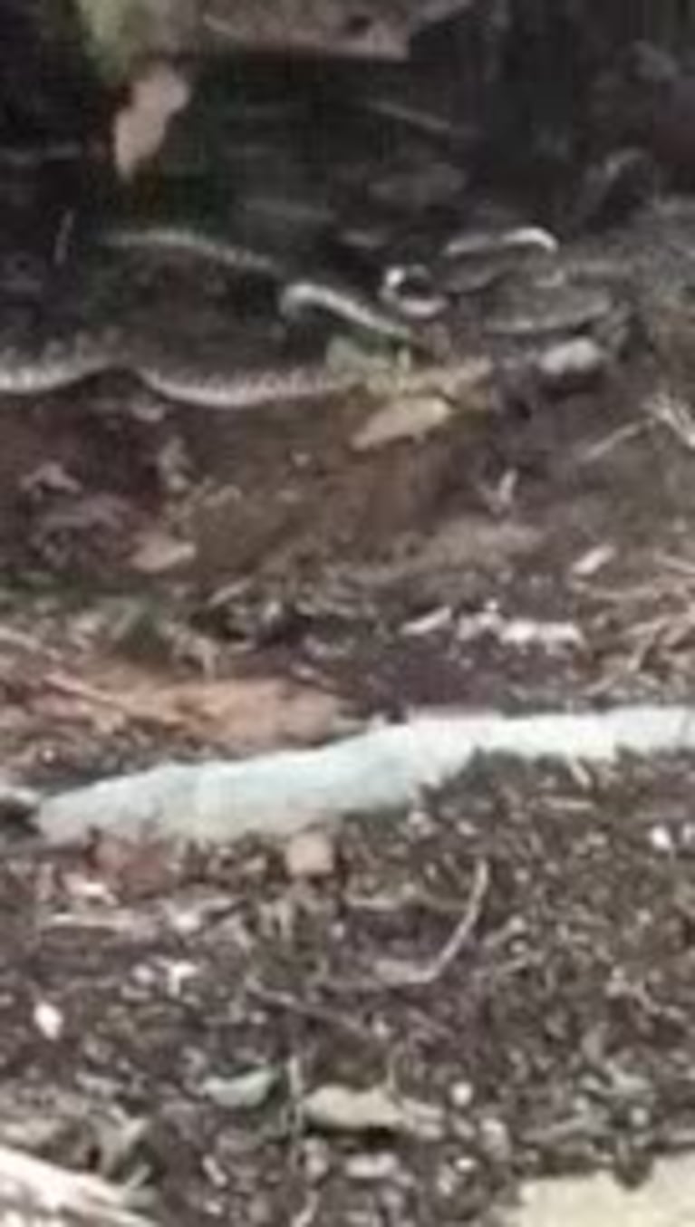 Encontró más de 30 víboras en el patio de su casa