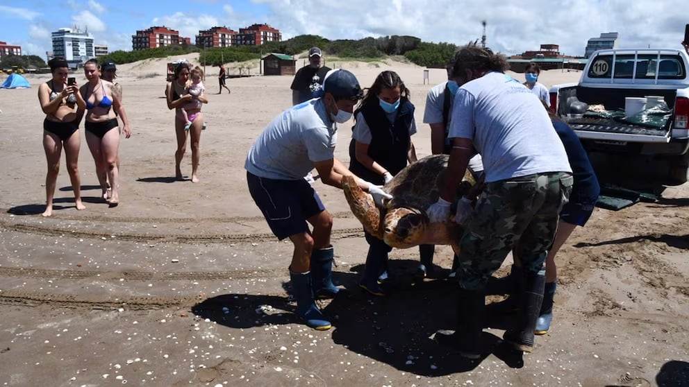 Rescataron a una tortuga gigante de 130 kilos