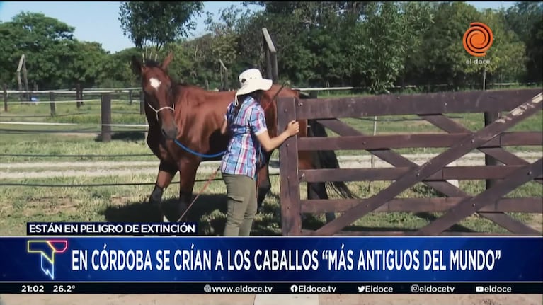En Córdoba se crían los caballos más antiguos del mundo