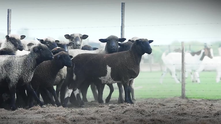 El campo como estilo de vida en Los Juanes