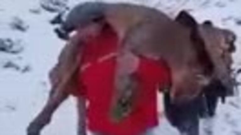Denuncian caza indiscriminada de pumas sin autorización