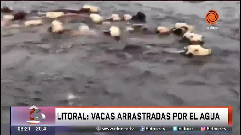 Inundaciones en el Litoral: las vacas son arrastradas por la corriente