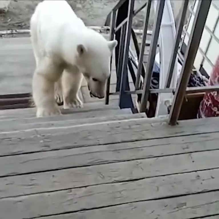 El desesperante pedido de ayuda de un oso polar