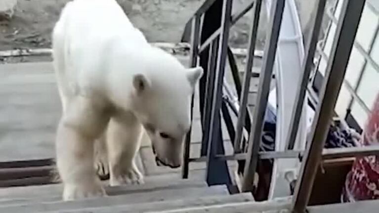 El desesperante pedido de ayuda de un oso polar