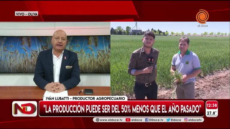 Preocupación en los productores de trigo por la sequía