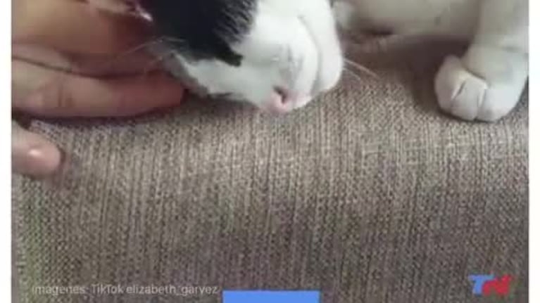 La mujer murió hace un mes y el gatito la extraña