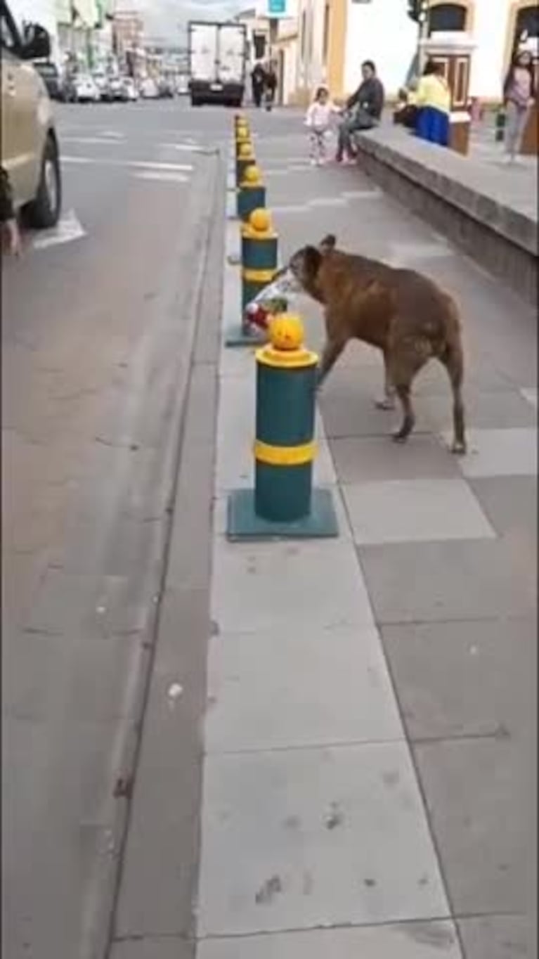 Un perro fue a un funeral para dar un tierno último adiós