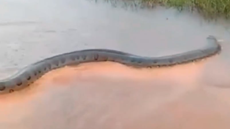 La serpiente sorprendió en un río de Tucumán