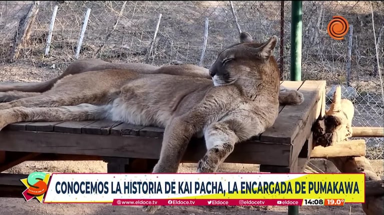 Pumakawa, una reserva que rescata pumas en Córdoba