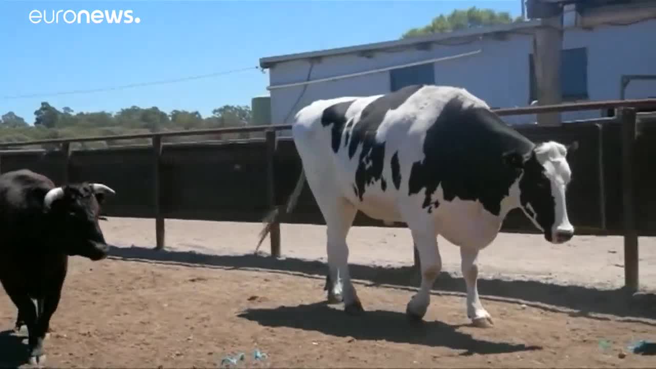El toro gigante de Australia
