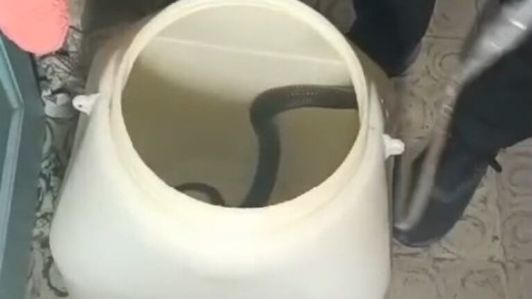 Apareció una culebra en una casa y tuvieron que sacarla con el Duar: el video