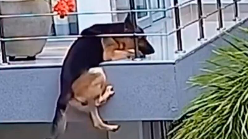 Perro a punto de caer de un balcón