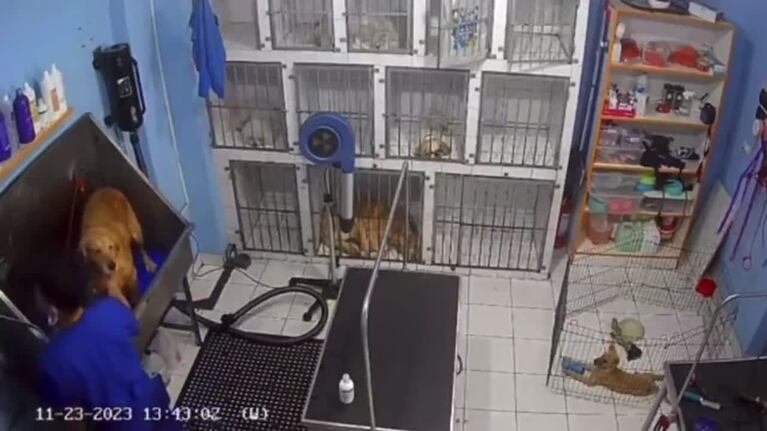 Bailaba mientras bañaba a un perro y fue viral