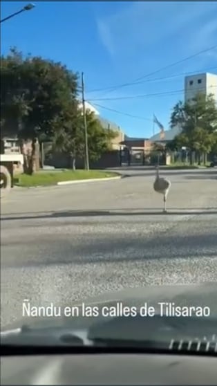 Un ñandú irrumpió en plena siesta