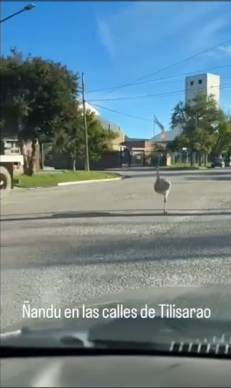 Un ñandú irrumpió en plena siesta