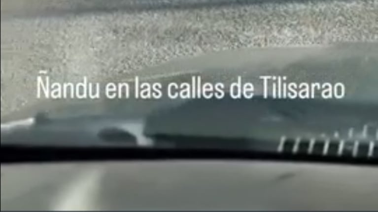 Un ñandú irrumpió en plena siesta