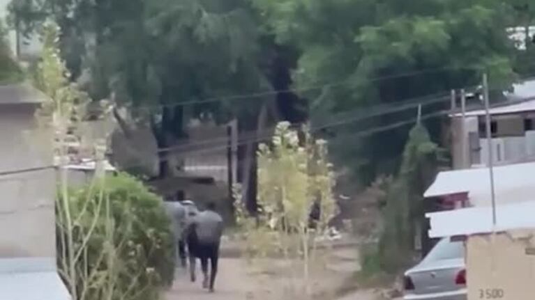 Robaron ruedas y se escondieron en un asentamiento