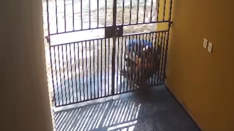 Le arrancó un pedazo de oreja a una mujer para robarle
