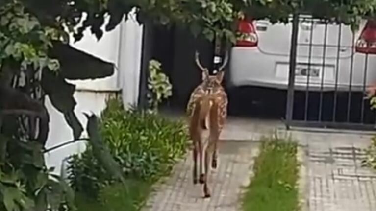 Así fue la captura del ciervo suelto en una cochera de Córdoba