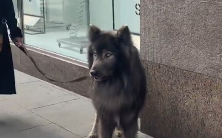 El enorme y extraño perro que pasea junto a su dueña en Buenos Aires