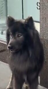El enorme y extraño perro que pasea junto a su dueña en Buenos Aires