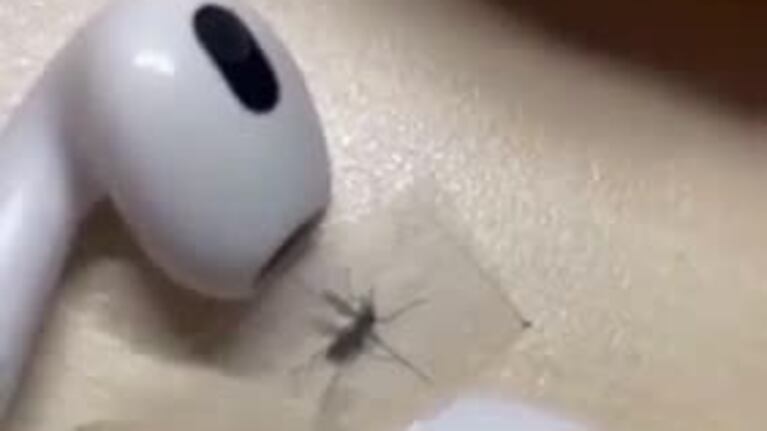 Duro castigo a un mosquito