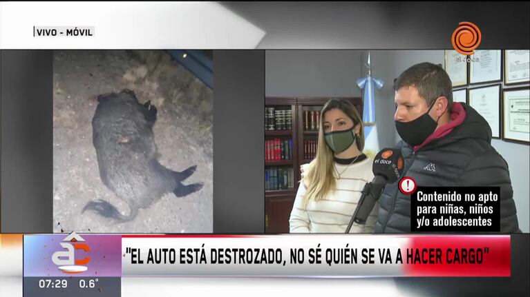 Choque al jabalí: demandarán civilmente a la Provincia