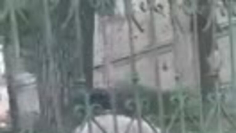 Denuncian poda de árboles en el colegio Alejandro Carbó