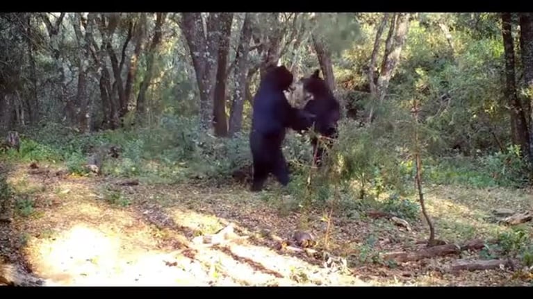 Las imágenes de dos osos bailando en México