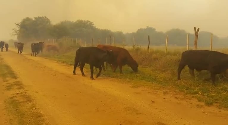 Las vacas escapando del fuego en Traslasierra