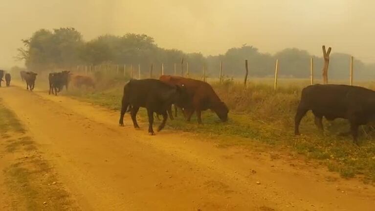 Las vacas escapando del fuego en Traslasierra
